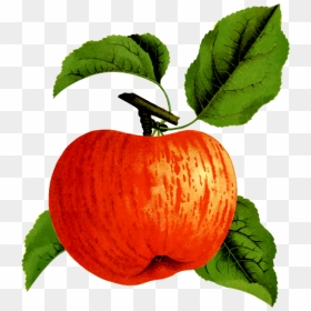 Apple Fruit On A Tree - Squash, HD Png Download - apple fruit png