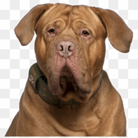 Dog Yawns, Png Download - Dog Yawns, Transparent Png - doge face png