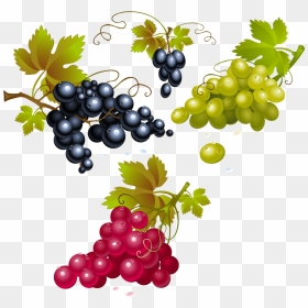 Raisin Png, Tube Fruit, Vendanges - Red Grapes Clipart, Transparent Png - uvas png