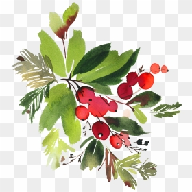 Berry Vector Watercolor - Christmas Flower Watercolor Png, Transparent Png - holly berries png