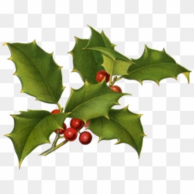 Christmas Botanical Free Printables, HD Png Download - holly berries png