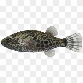 Blowfish, HD Png Download - trash dove png