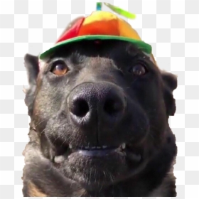 Propeller Hat For Dog, HD Png Download - doge face png