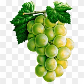 Trauben Clipart, HD Png Download - uvas png