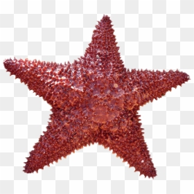 Starfish Radial Symmetry, HD Png Download - sea star png