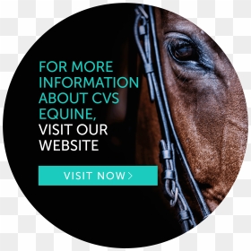 Cvs Equine - Cd, HD Png Download - cvs png