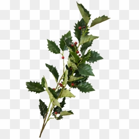 Holly Berry Spray - Currant, HD Png Download - holly berries png