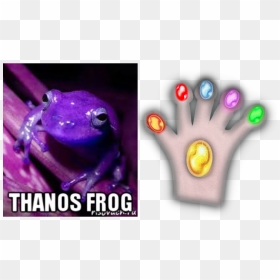 Thanos Glove Gauntlet Custom Fit For Frog Fingers Imgur - Purple Frog, HD Png Download - crazy frog png
