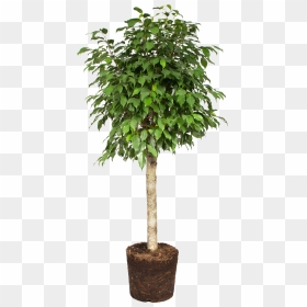 Weeping Fig , Png Download - Weeping Fig Png, Transparent Png - fig png