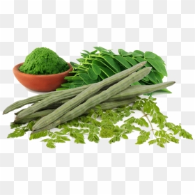 Moringa Leaves, HD Png Download - drumstick vegetable png