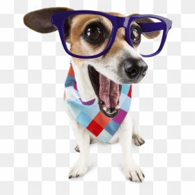 Miniature Fox Terrier, HD Png Download - doge face png