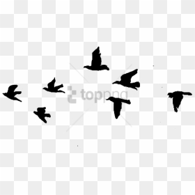Free Png Download Flying Birds Gif Drawing Png Images - Simple Black Bird Drawing, Transparent Png - png images of birds