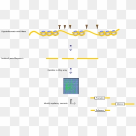 Nucleosome Fig 5 - Dnase I Nucleosome, HD Png Download - fig png