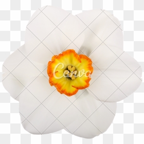 Daffodil Clipart Pumpkin Flower - Artificial Flower, HD Png Download - small flowers png