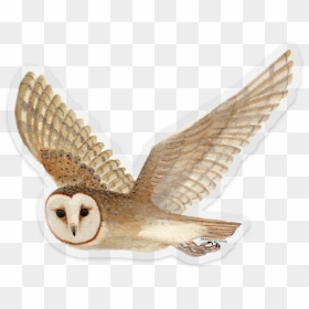 Barnowlnew419, HD Png Download - barn owl png