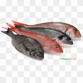 Thumb Image - Food We Get From Animals, HD Png Download - fish meat png