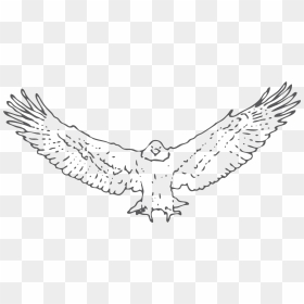Snowy Owl, HD Png Download - birds fly png