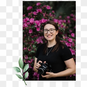 Meet Heather Accent - Garden Roses, HD Png Download - accent png