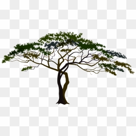 Tree Clipart With Transparent Background Graphic Transparent - African Tree Clipart Png, Png Download - tree without background png