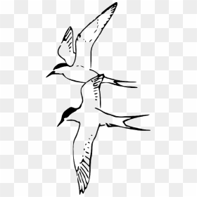 Animals, Birds, Bird, Fly, Arctic, Tern, Pages, Animal - Sketch Birds Flying Sparrow, HD Png Download - birds fly png