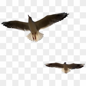 Great Black-backed Gull, HD Png Download - birds fly png