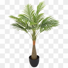 Palmera Planta, HD Png Download - tree without background png