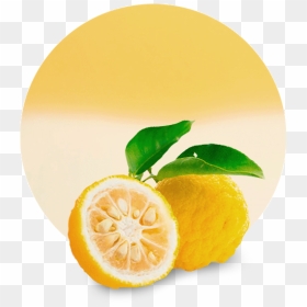 Yuzu Fruit, HD Png Download - citrus png