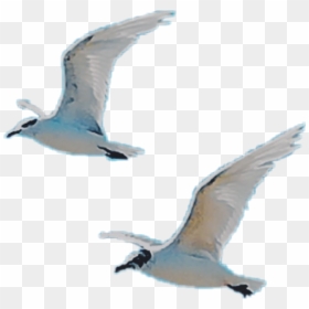 #birds #fly #wings #free #white - European Herring Gull, HD Png Download - birds fly png