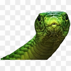 Thumb Image - Snakes Face From The Front, HD Png Download - green snake png