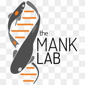 Mank Lab, HD Png Download - archer queen png