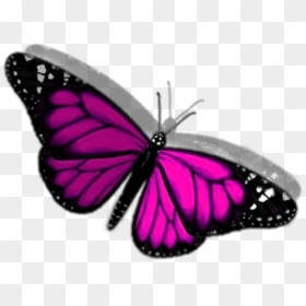 #ftestickers #3d #butterfly - Monarch Butterfly, HD Png Download - 3d butterfly png