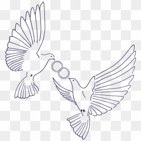Birds - Pigeons And Doves, HD Png Download - love birds png images