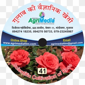 Gulab Ki Vaiganik Kheti - Hybrid Tea Rose, HD Png Download - gulab png