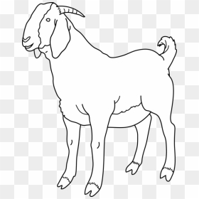 New Free Images See - Black And White Goat Clipart, HD Png Download - goat vector png