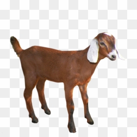 Goat Free Png Image Download - Clipart Transparent Background Goat, Png Download - goat vector png
