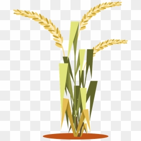 Rice Plant Clipart - Tanaman Padi Vector, HD Png Download - rice png images