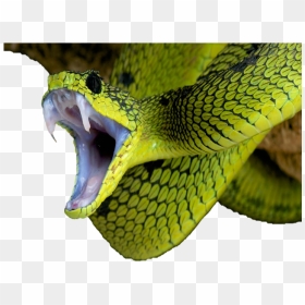 Image - Snake, HD Png Download - green snake png
