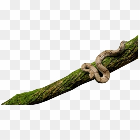 Snake On Tree Png, Transparent Png - green snake png