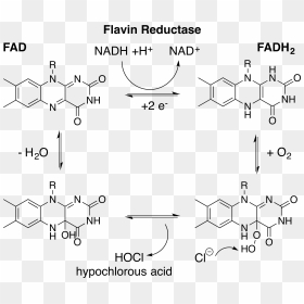 Fadh2 Production By Flavin Reductase For Hocl Generation - Fad Vs Fadh2 Structure, HD Png Download - activity png