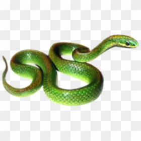 #greensnake #snake #snaks #rope #animals #animals #line - Rough Green Snake Png, Transparent Png - green snake png