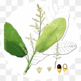 Semecarpus Anacardium, HD Png Download - banyan leaf png