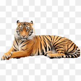 Tiger Hd Png Transparent Tiger Hd Images, Png Download - tigers png