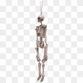 Hanging Skeleton Statue - Skeleton, HD Png Download - skeleton.png