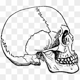 Human Skulls And Skeleton Png - Lidska Lebka Lebka Obrázky, Transparent Png - skeleton.png