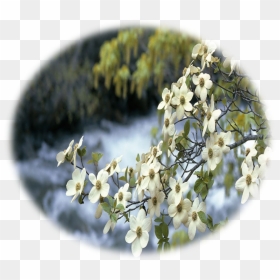 Flowering Dogwood , Png Download - Dogwood Tree, Transparent Png - dogwood png