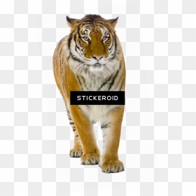 Tiger Front View , Png Download - Png Background Photo Tiger, Transparent Png - tigers png