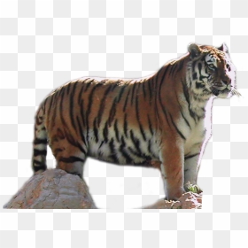 Portable Network Graphics, HD Png Download - tigers png