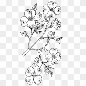 Flowering Dogwood Coloring Page, HD Png Download - dogwood png