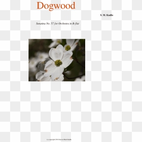 Dogwood Sheet Music For Flute, Clarinet, Oboe, Bassoon - Evergreen Rose, HD Png Download - dogwood png
