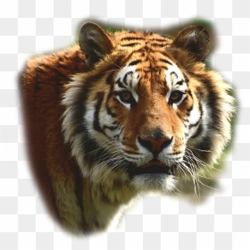 Tiger Head No Background Png, Transparent Png - tigers png
